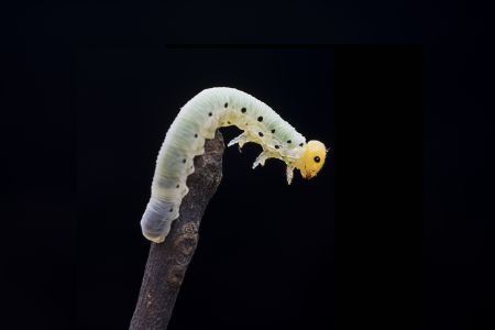 昆虫,昆虫类,毛毛虫,动物,生物,特写,微距