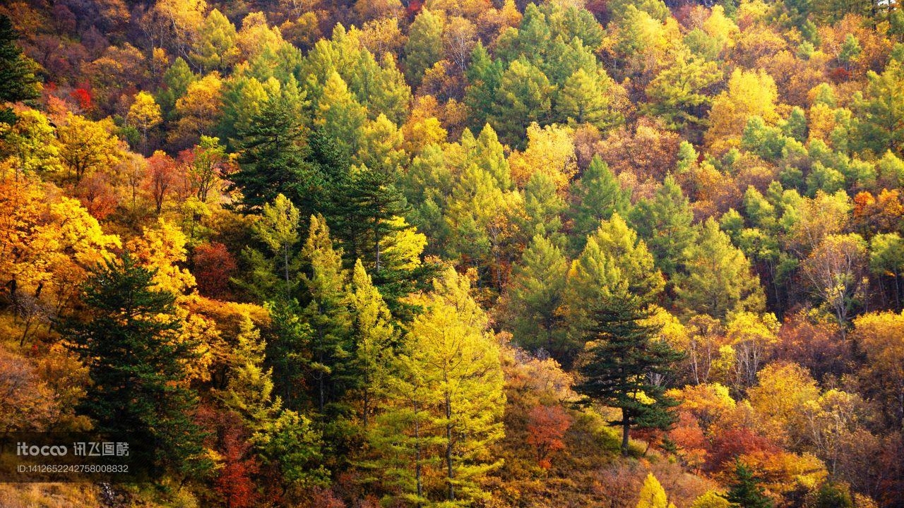 自然风光,森林,秋天