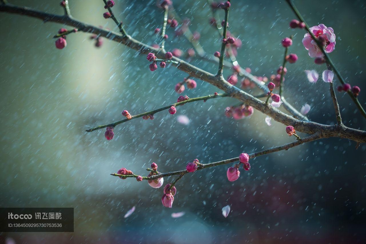 花,梅花,植物