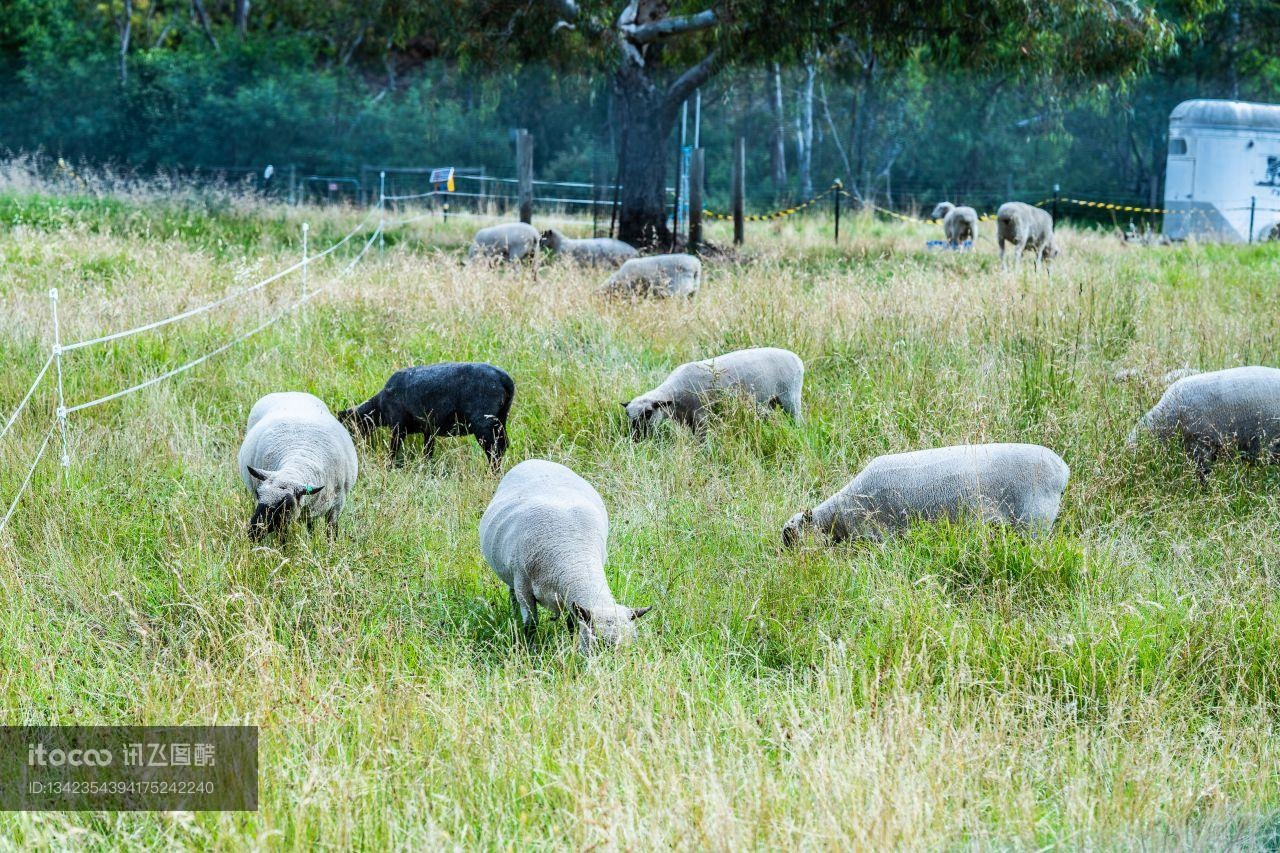动物,羊,澳大利亚