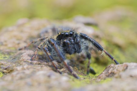 昆虫,节肢动物,动物,特写,微距,昆虫类