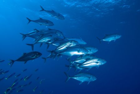 蓝鳍金枪鱼,自然风光,生物,海洋,全景,鱼类