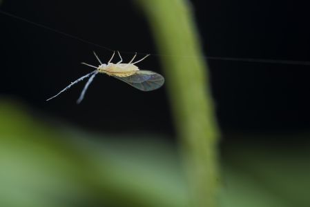 昆虫,节肢动物,虫子,特写,动物,昆虫类