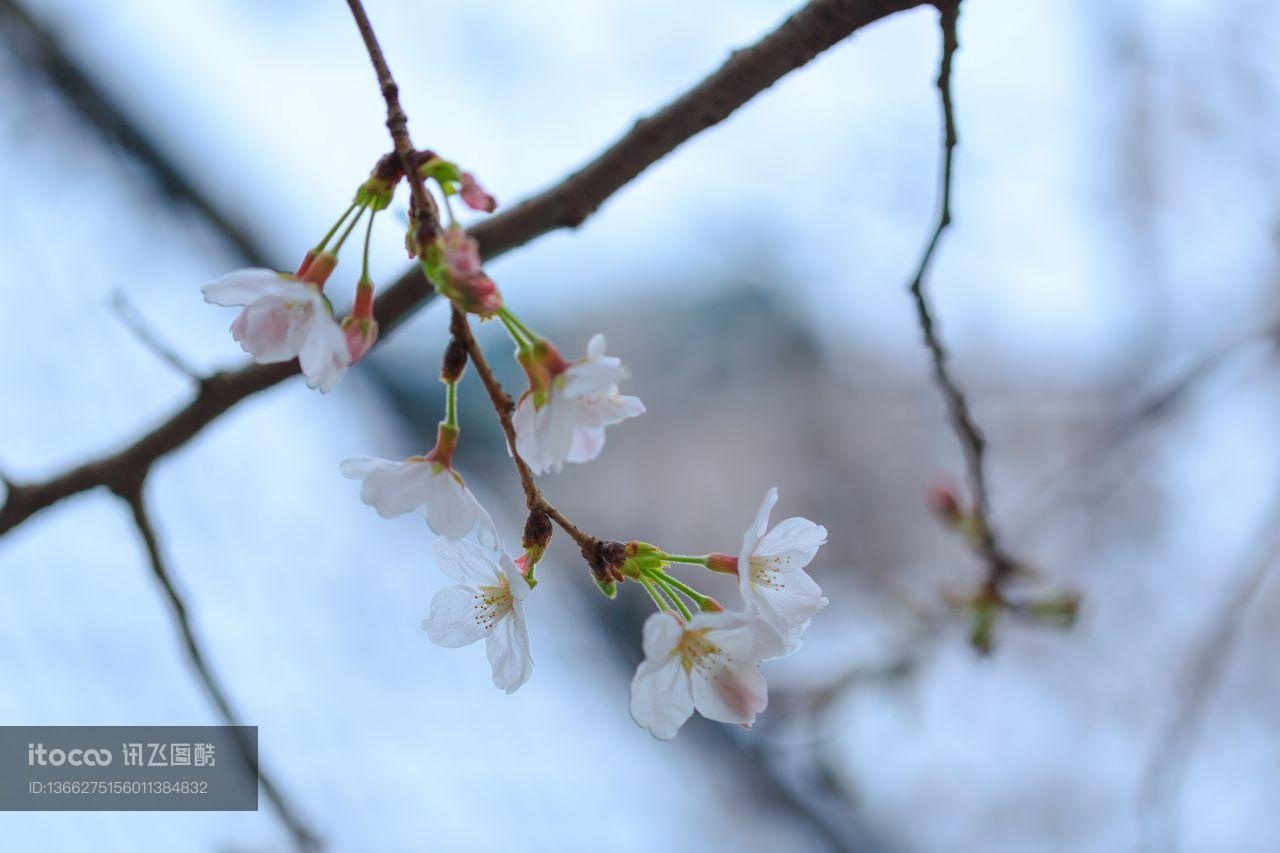 花,特写,生物