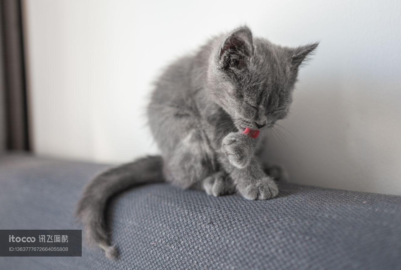 猫,英国短毛猫,生物