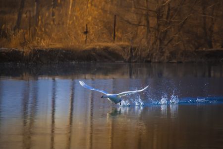 生物,自然风光,鸟类,天鹅,湖泊,特写,森林