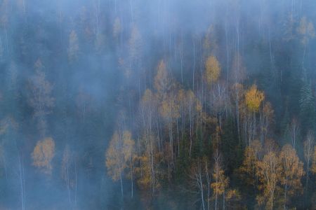山川,植物,高原,自然风光,森林,树叶,树木,中国,新疆