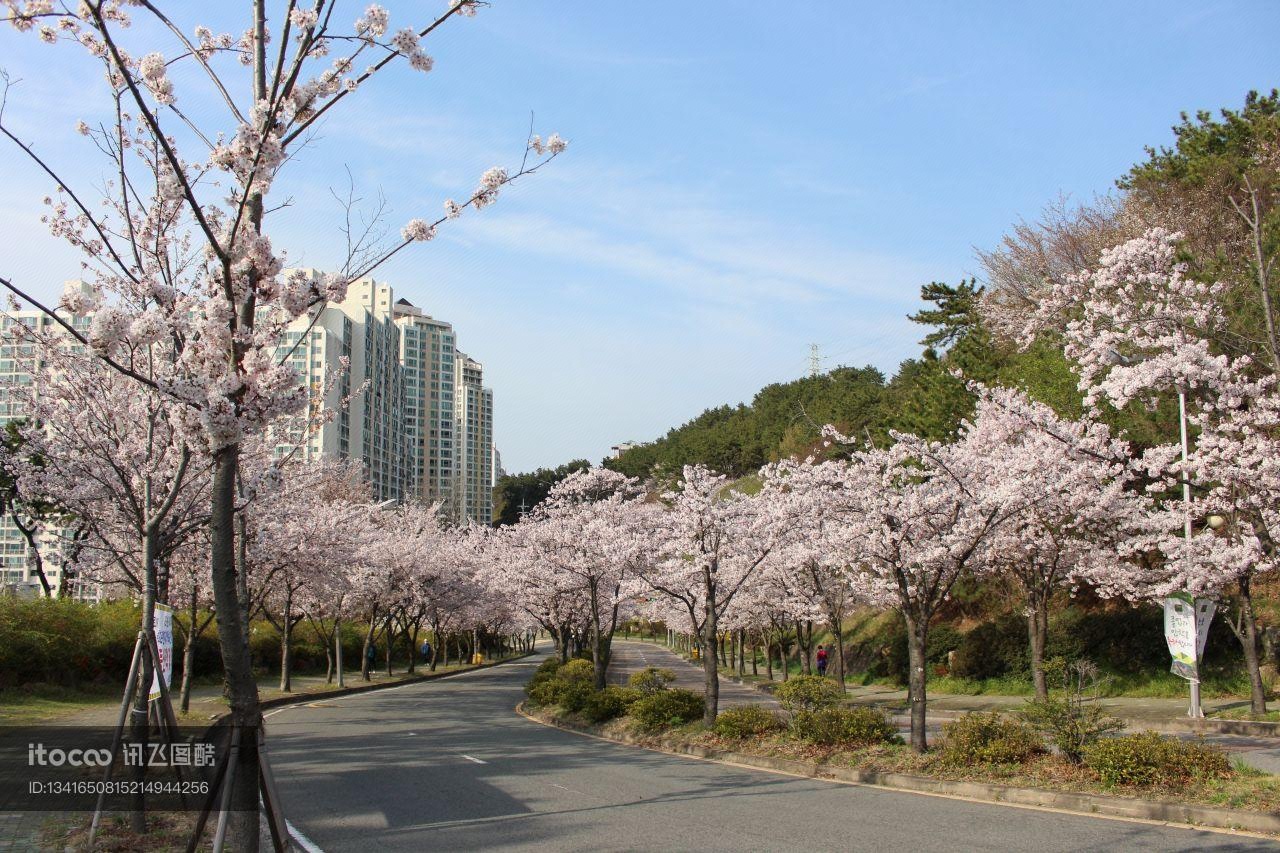 韩国,春天,花