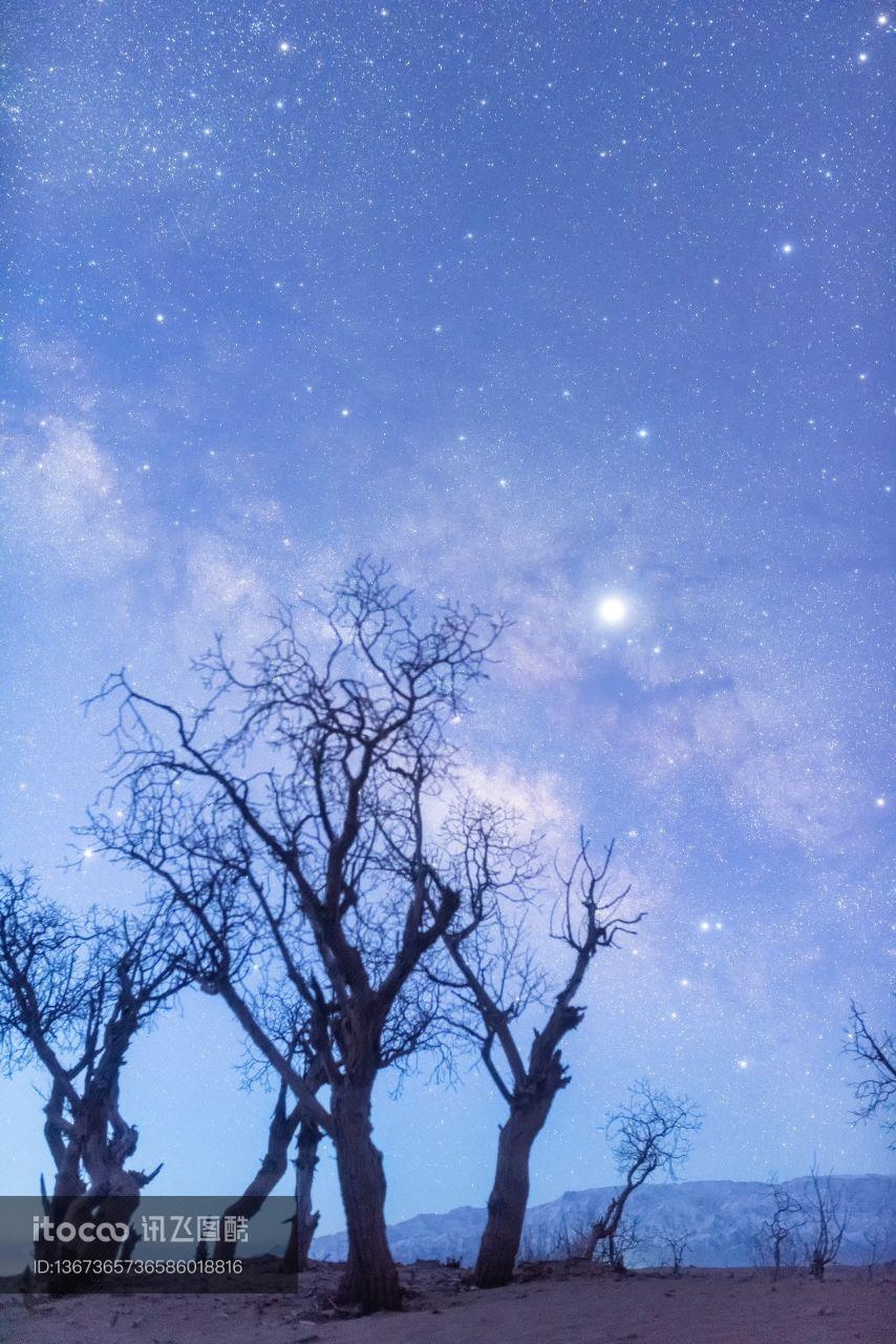 星空,树木,自然风光