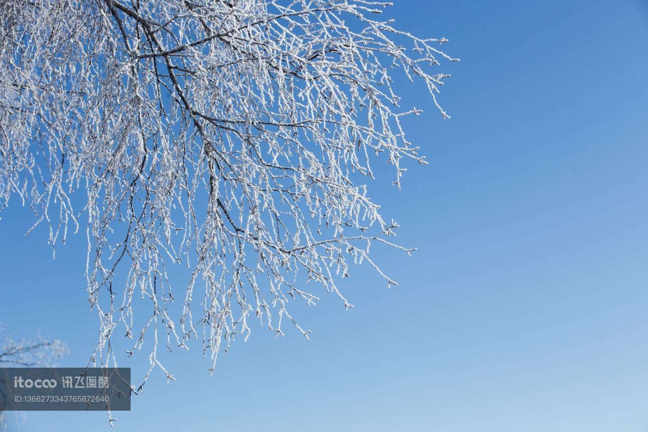 冰雪,树,树挂