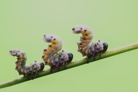 特写,毛毛虫,生物,动物,昆虫,植物