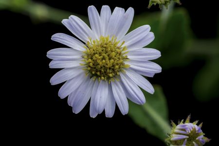 生物,特写,环境,户外,田园风光,花,自然,植物
