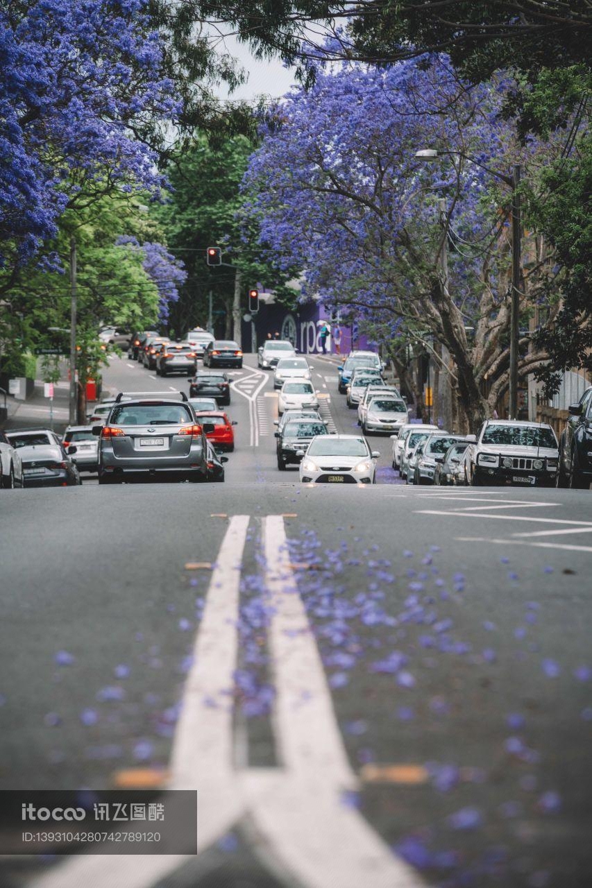 道路,自然风光,树木