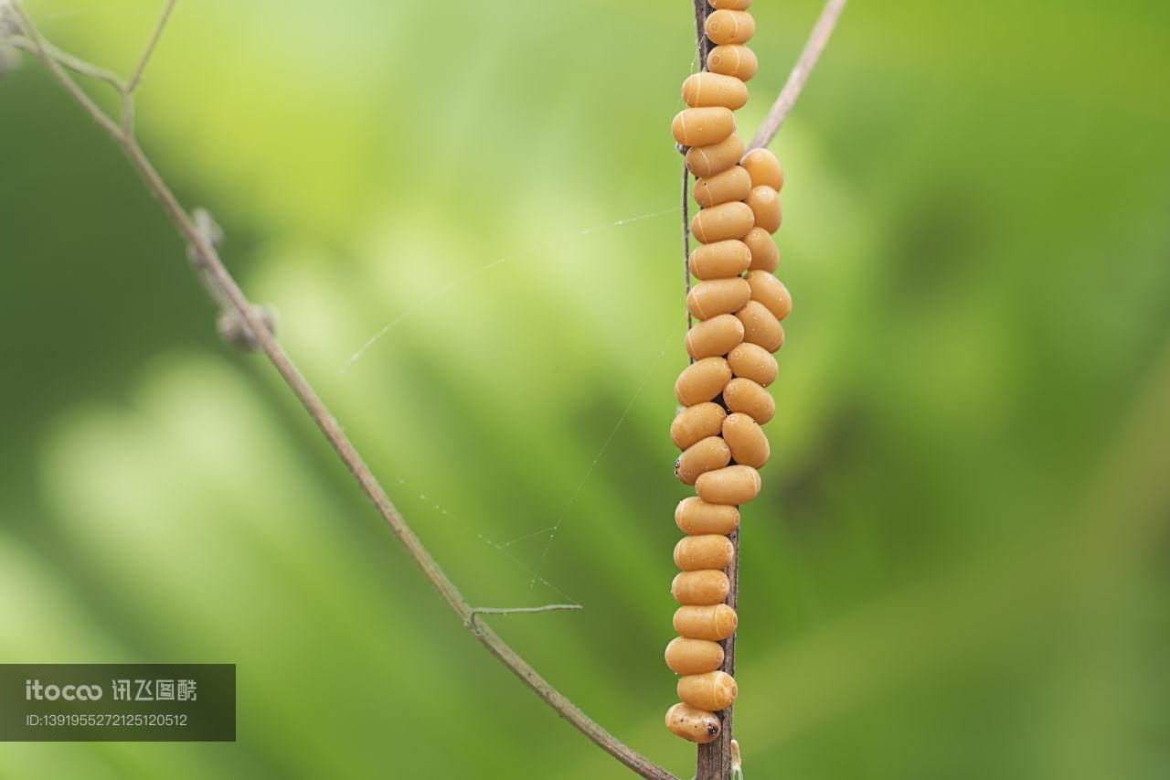 虫卵,昆虫类,动物