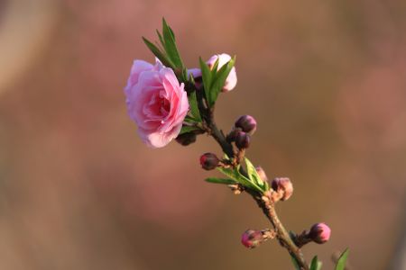 自然风光,植物,树叶,玉渊潭,中国,北京