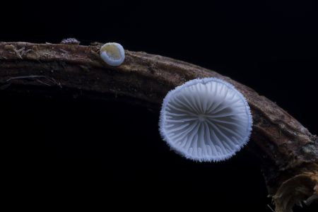 蘑菇（块菌）,炫蓝蘑菇,植物,生物,真菌,特写