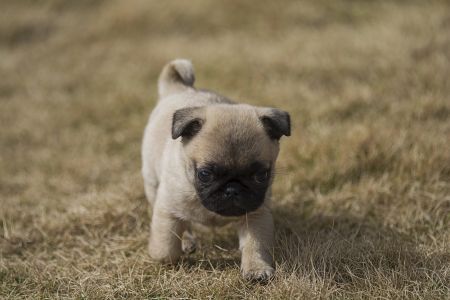 狗,巴哥犬,八哥犬,动物,生物,哺乳动物