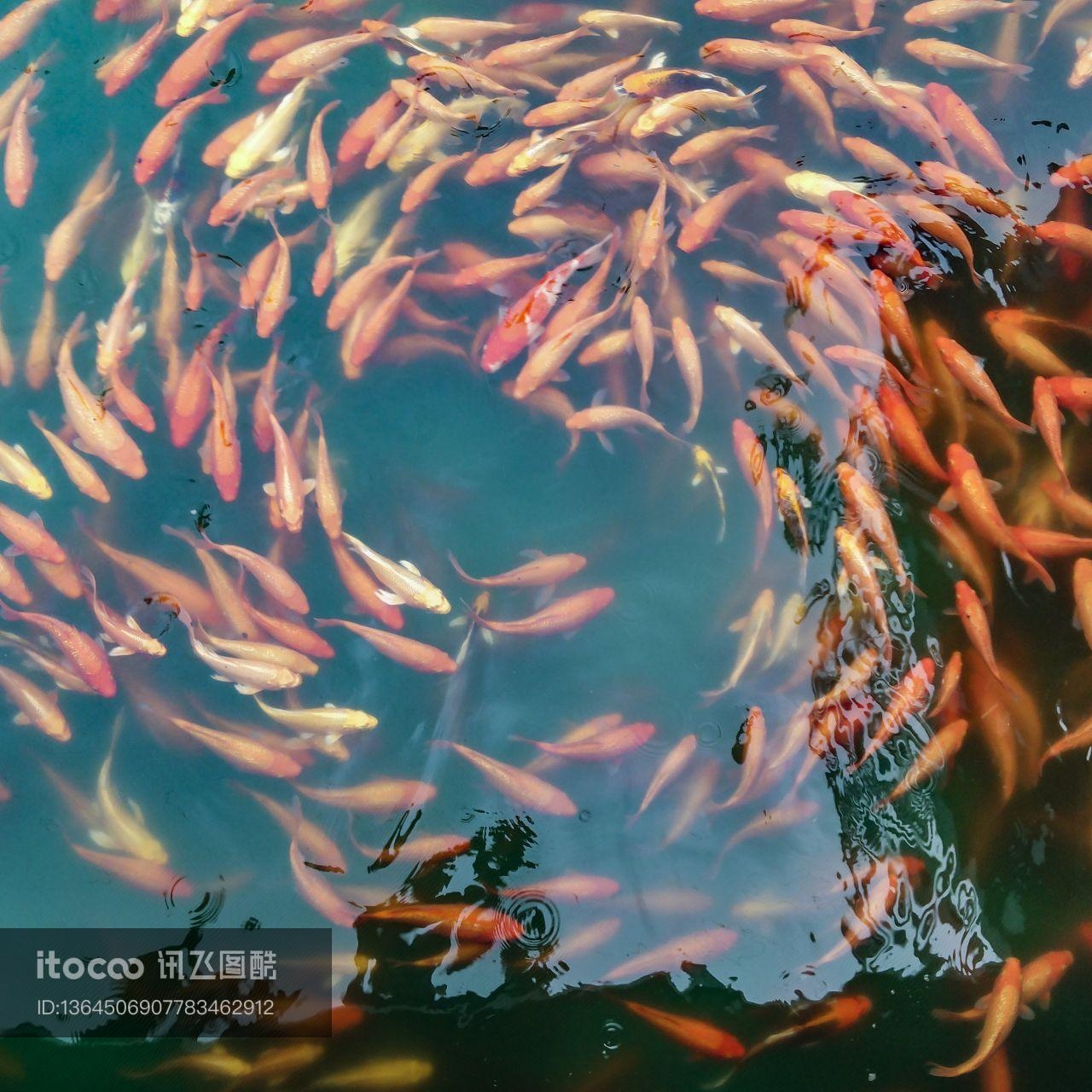 鱼类,生物,江河