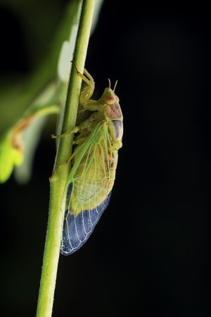 昆虫,节肢动物,虫子,特写,动物,昆虫类