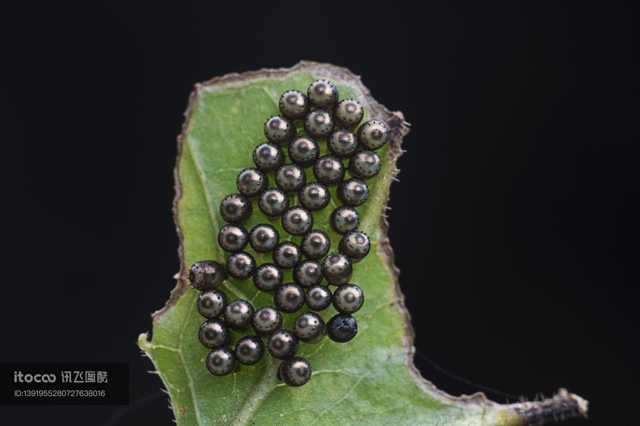 生物,昆虫,树叶