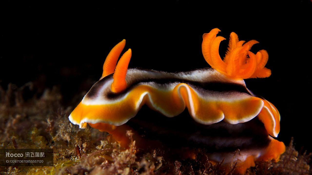 软体动物,海蛞蝓,生物