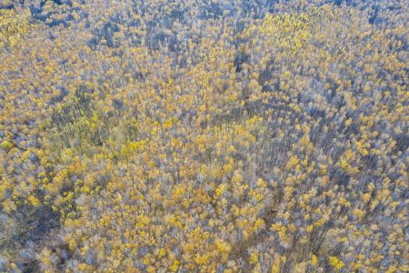 森林,树木,自然风光,植物,树叶,中国,内蒙古