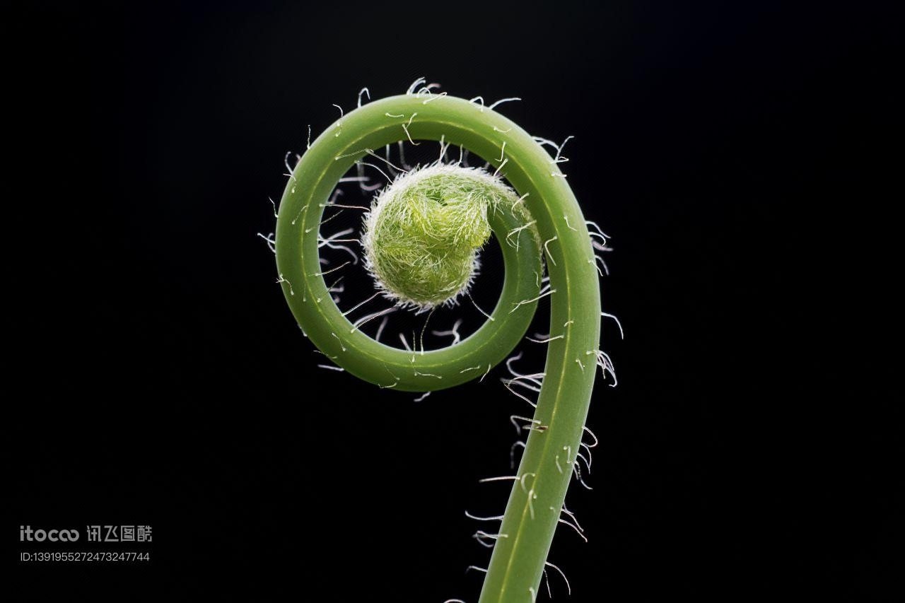 蕨类,生物,自然