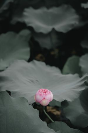 特写,植物,花,并蒂莲,荷花,生物