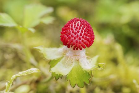 植物,野草莓,蛇莓,野果,生物