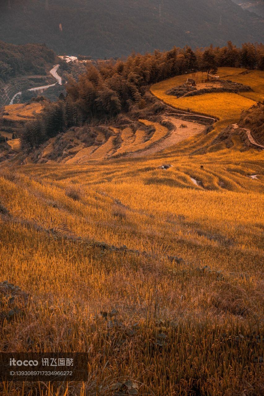 植物,梯田,庄稼