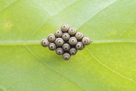 特写,虫卵,生物,动物,植物,树叶,昆虫