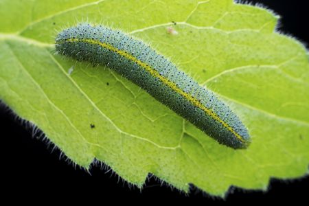 动物,毛毛虫,生物,昆虫,特写