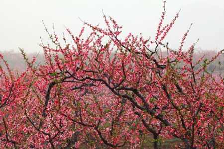 生物,植物,花,桃花,树木,平谷桃花节,中国,北京
