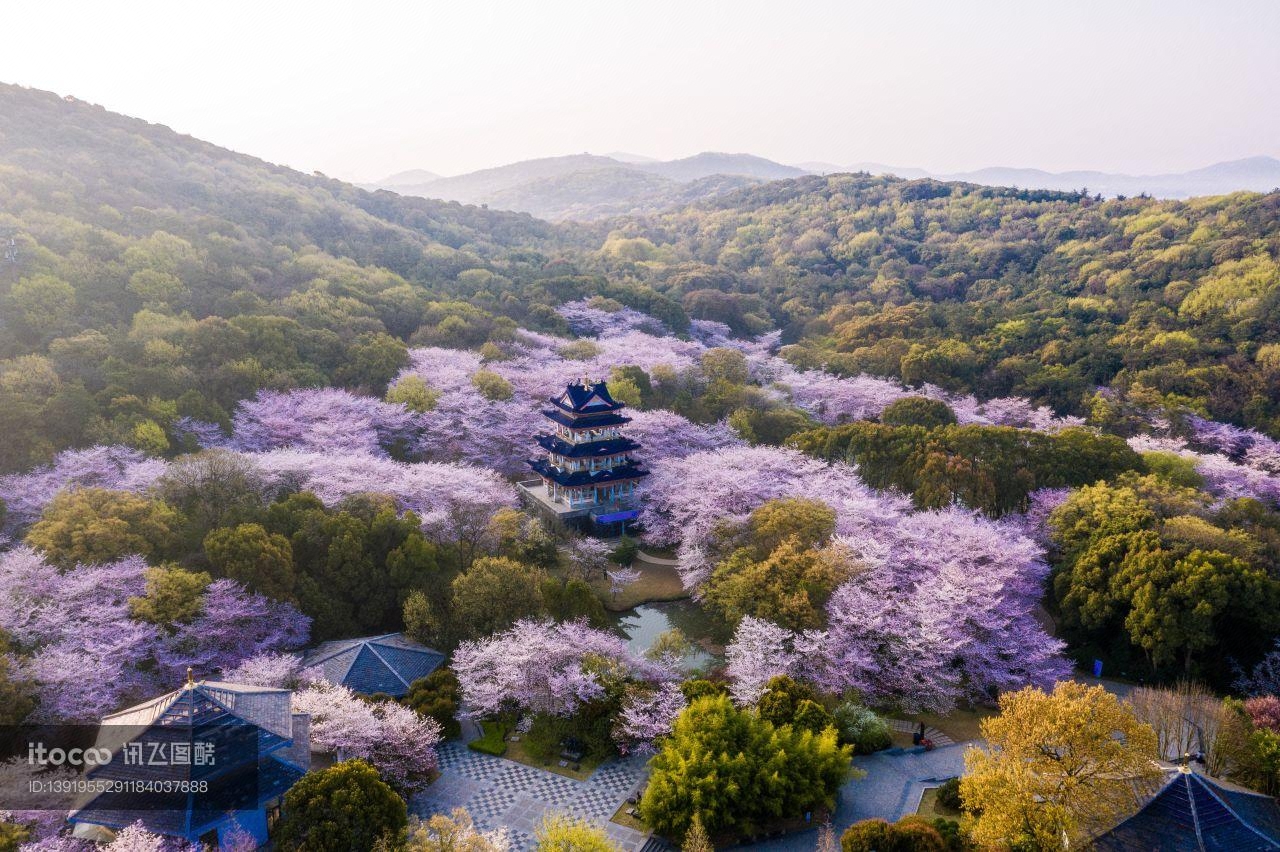 景点,春天,江苏无锡春天樱花图