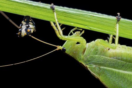 特写,生物,动物,昆虫,植物,藤类