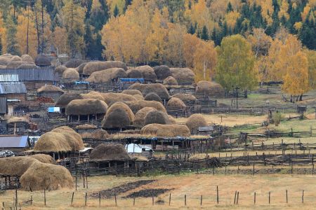 植物,森林,山川,自然风光,树木,树叶,中国,新疆