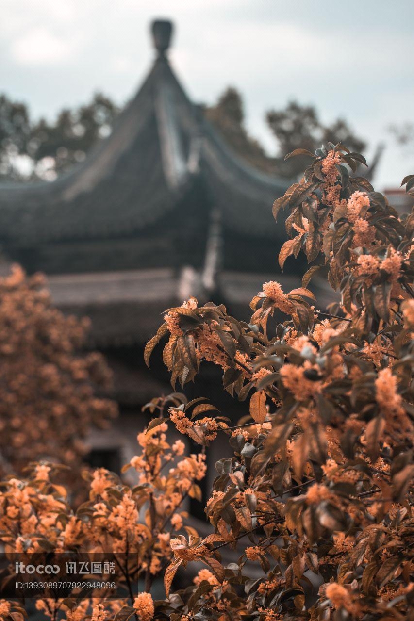 木樨科,桂花,自然风光