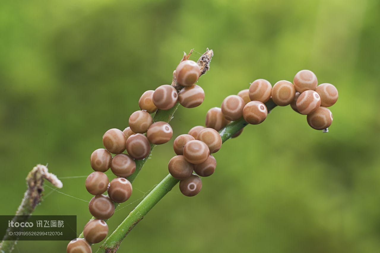 昆虫类,虫卵,生物