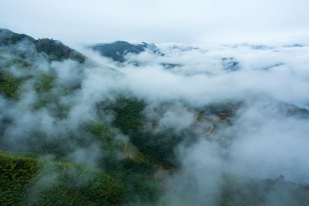 自然风光,雾,森林,植物,树木,天空,山川