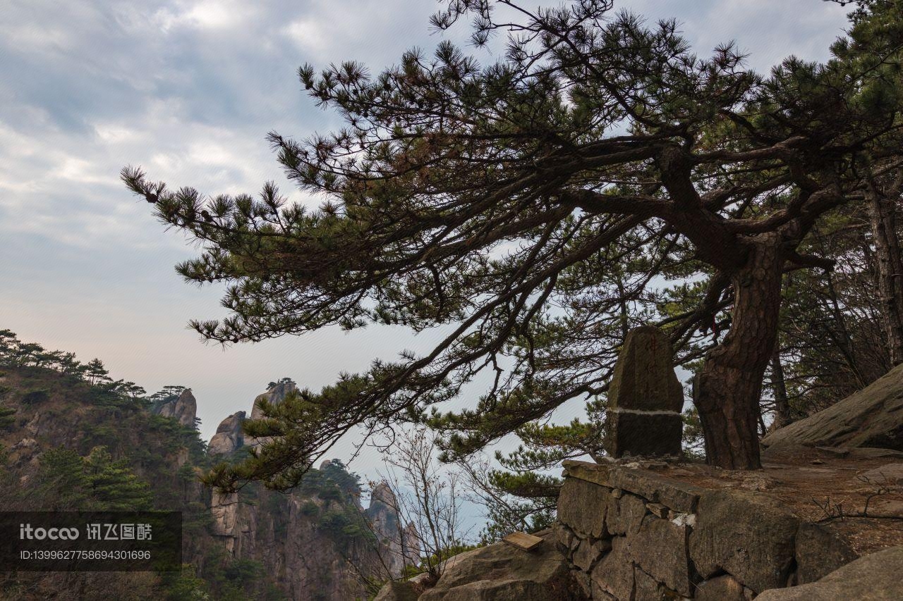 植物,九华山,中国