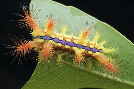 昆虫,幼虫,毛虫,动物,生物,特写,微距