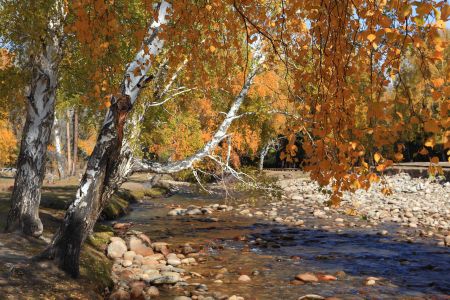 山川,植物,高原,自然风光,森林,树叶,树木,中国,新疆