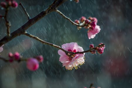 植物,生物,花,特写,花卉,树木