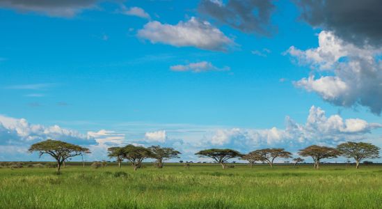 白云,草原,自然,天空,自然风光