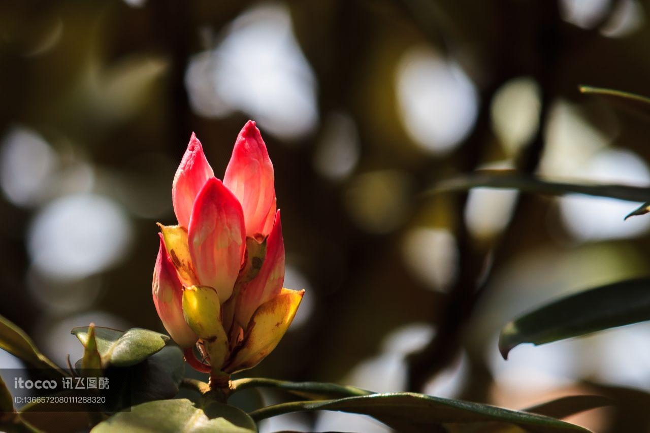 特写,植物,花