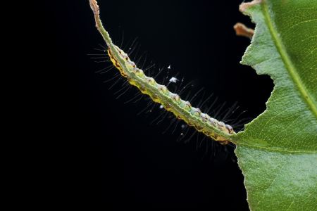 特写,黑色背景,生物,动物,昆虫,植物,树叶