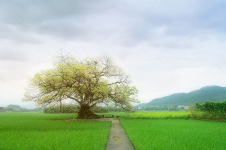 自然风景,风景图,自然风光,植物,树叶,树木