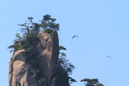 山川,岩石,山峦,奇松,松科,黄山松,中国,三清山,植物,江西,自然风光