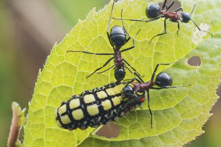 昆虫,节肢动物,生物,动物,特写,微距