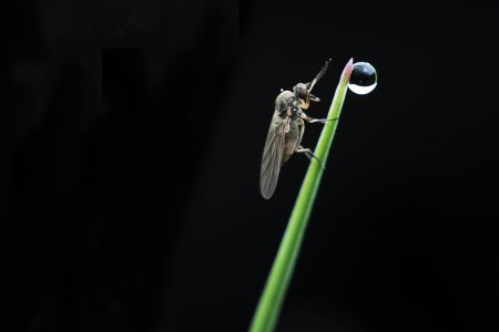 昆虫,生物,毛虫,节肢动物,昆虫类,动物,特写,微距